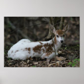 KMCfoto Piebald Deer Poster (Voorkant)