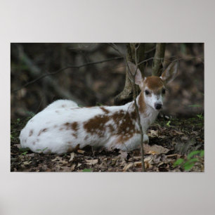 KMCfoto Piebald Deer Poster