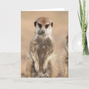 KMP Kaart 14 - Mitch