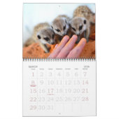 KMP Meerkats - calendrier 2015 (Mar 2026)