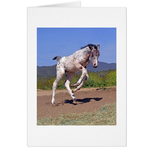 Knabstrupper Colt (Voorkant)