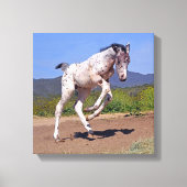 Knabstrupper Colt Canvas Afdruk (Voorkant)