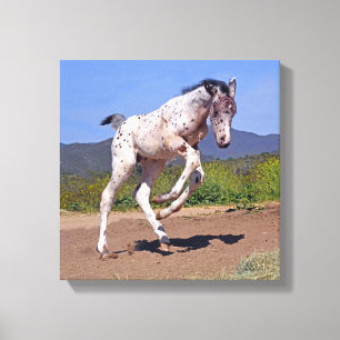 Knabstrupper Colt Canvas Afdruk