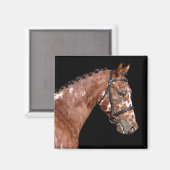 Knabstrupper Stallion Horse Magnet Magneet (Voorkant / Achterkant)