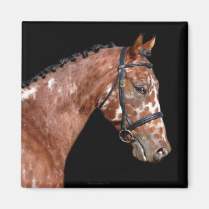 Knabstrupper Stallion Horse Magnet Magneet