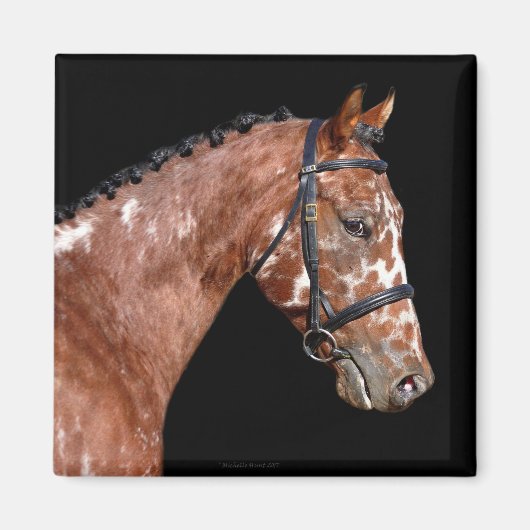 Knabstrupper Stallion Horse Magnet Magneet (Voorkant)