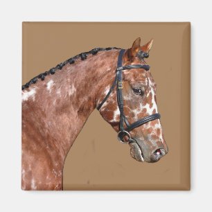 Knabstupper Stallion Magnet Magneet