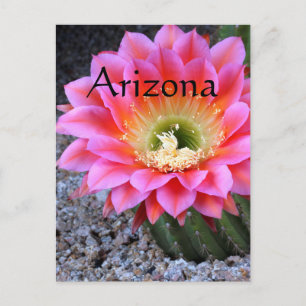 Knal roze cactus, Arizona Briefkaart