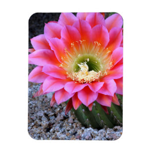 Knal roze cactus magneet