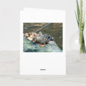 Knap Mallard Duck Wenskaart Kaart (Achterkant)