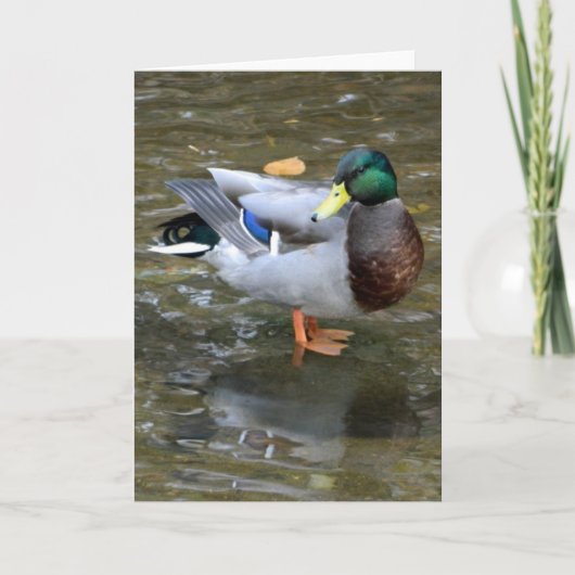 Knap Mallard Duck Wenskaart Kaart (Voorkant)