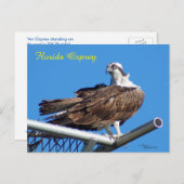 Knap Osprey Hawk Nest Briefkaart (Voorkant / Achterkant)
