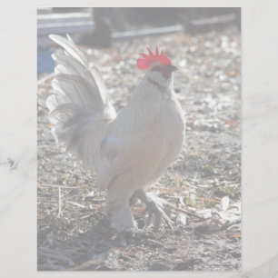 Knappe Bantam D'uccle Haan