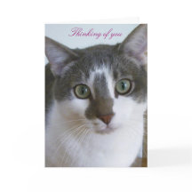 Knappe Grijze en Witte kat-Denken van U