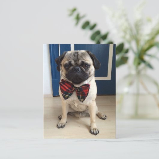 Knappe Pug in een boog stropdas ontwerp Briefkaart (Staand voorkant)