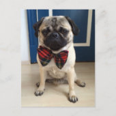 Knappe Pug in een boog stropdas ontwerp Briefkaart (Voorkant)