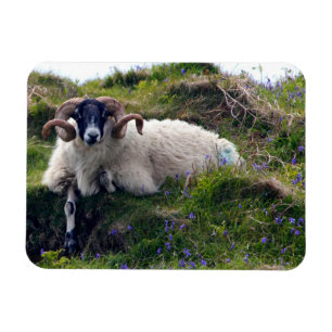 Knappe ram met krullende horens die lui ligt in de magneet