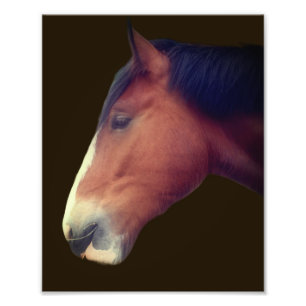 Knappe Shire Draft Horse Face 8x10 Foto Afdruk