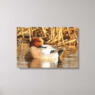 Knappe vreemdeling Euraziatische wigeon eend bij d Canvas Afdruk