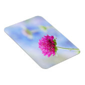 Knautia Macedonica Magnet (Côté Droit)