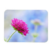 Knautia Macedonica Magnet (Horizontal)