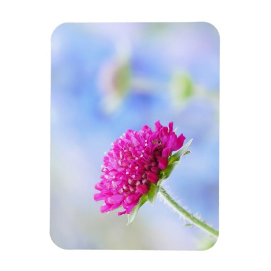 Knautia Macedonica Magnet (Vertical)