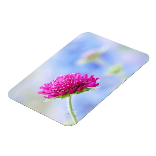 Knautia Macedonica Magnet (Côté Gauche)