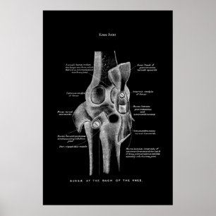 Knee Joint Anatomy Medical Wall Decor Poster