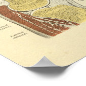 Knie Leg Joint Anatomy Botten Print (Hoek)