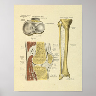Knie Leg Joint Anatomy Botten Print