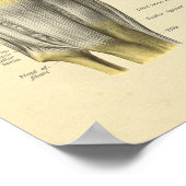 Knie Ligaments Joint Anatomy Botten Print (Hoek)