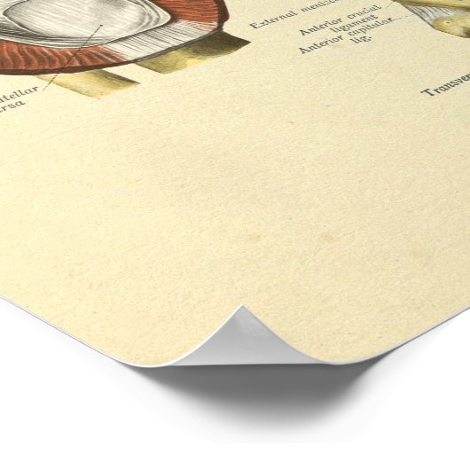 Knie Ligaments Joint Anatomy Botten Print (Hoek)