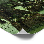 Knieën op Bald uit moeraswater Poster (Hoek)