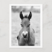 Knip het dier briefkaart (Voorkant)