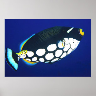 Knipper in het blauw poster