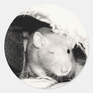 Knipperende rat! ronde sticker