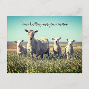 Knitting Club Lambs Sheep Invitation Briefkaart