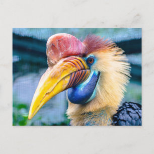 Knobbed Hornbill Briefkaart