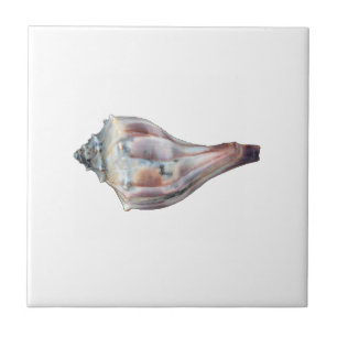Knobbed Whelk Shell Tegeltje
