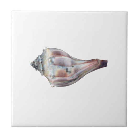 Knobbed Whelk Shell Tegeltje (Voorkant)