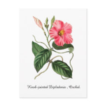 Knoestige Dipladenia, Orchidee.