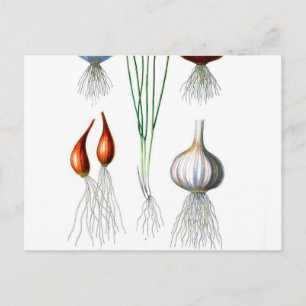  knoflook-achtige afdruk briefkaart