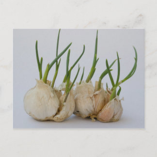 knoflook briefkaart