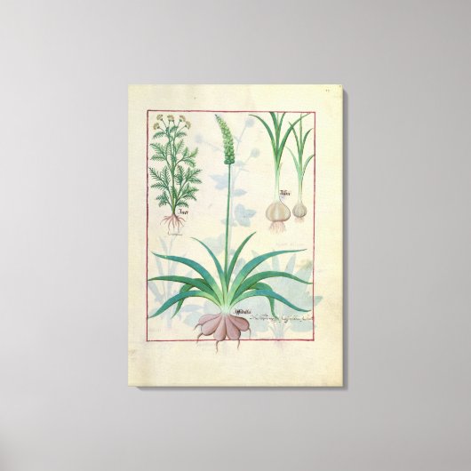 Knoflook en andere planten canvas afdruk (Voorkant)