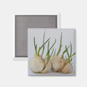 knoflook magneet (Voorkant / Achterkant)