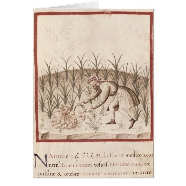 Knoflook oogsten (Voorkant)