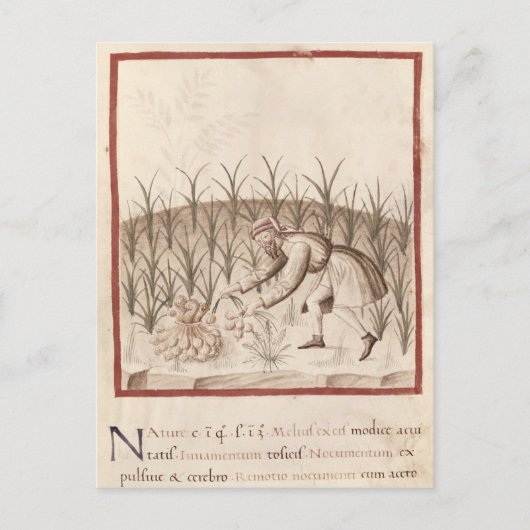 Knoflook oogsten briefkaart (Voorkant)