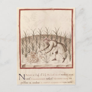 Knoflook oogsten briefkaart