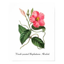 Knoopgewrichtige Dipladenia, Orchidee. 11 X 14