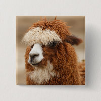 Knop Alpaca